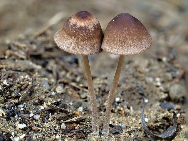 Veselushki mushrooms (Psilocybe semilanceolate): photo and description, reviews