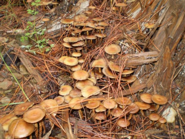 Veselushki mushrooms (Psilocybe semilanceolate): photo and description, reviews