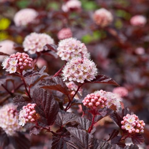 Vesicle Kalinolistny Lady in Red: description, planting and care