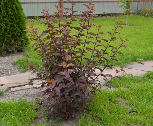 Vesicle Kalinolistny Lady in Red: description, planting and care