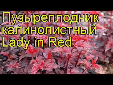 Vesicle Kalinolistny Lady in Red: description, planting and care