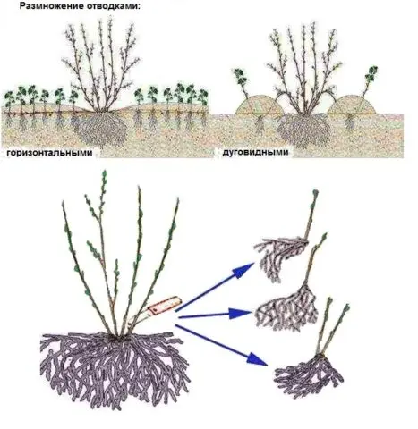 Vesicle Kalinolistny Purpurea: photo and description