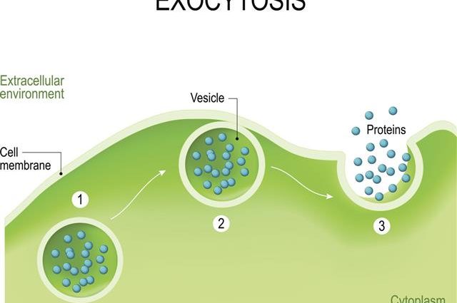 Vesicle Kalinolistny Purpurea: photo and description