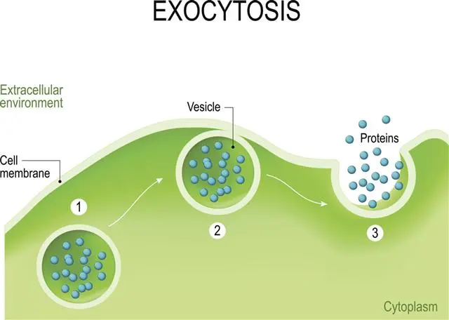 Vesicle Kalinolistny Purpurea: photo and description