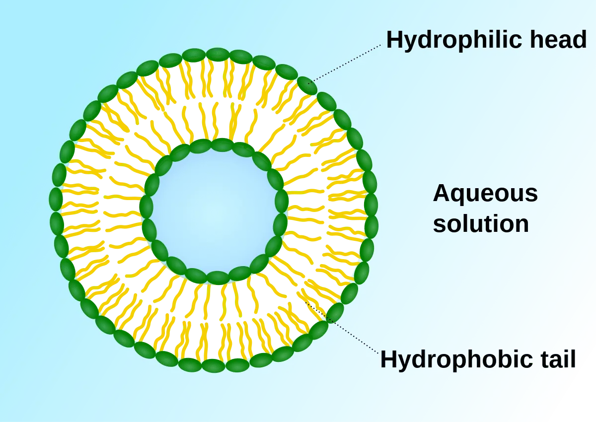 Vesicle: varieties with photos and descriptions