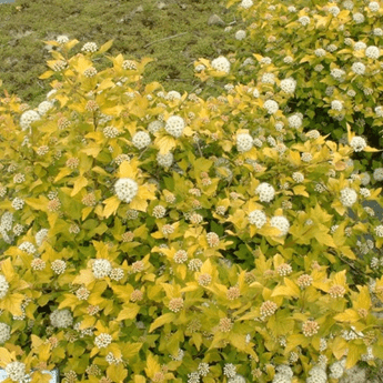 Vesicle viburnum Aurea: photo and description