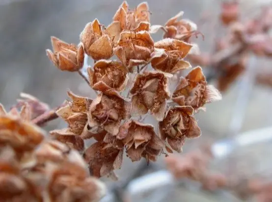 Vesicle viburnum Aurea: photo and description