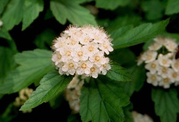 Vesicle viburnum Aurea: photo and description