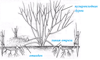 Vesicle viburnum Aurea: photo and description