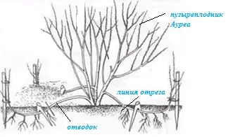 Vesicle viburnum Aurea: photo and description