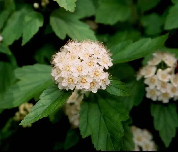 Vesicle viburnum Aurea: photo and description