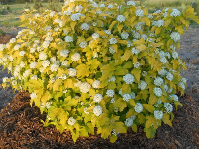 Vesicle viburnum Darts Gold: photo and description