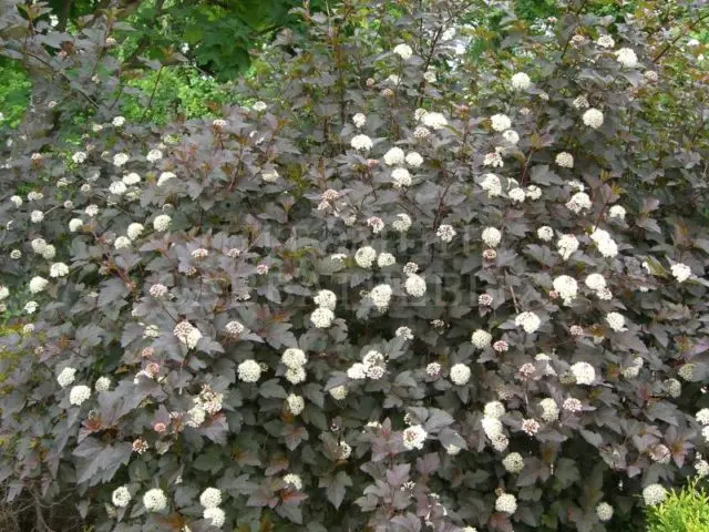 Vesicle viburnum Diablo DOr: photo and description