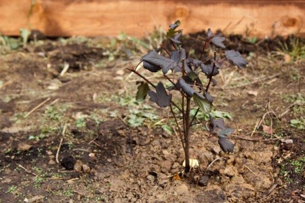 Vesicle viburnum Diablo DOr: photo and description