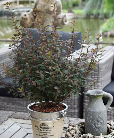 Vesicle viburnum Little Joker