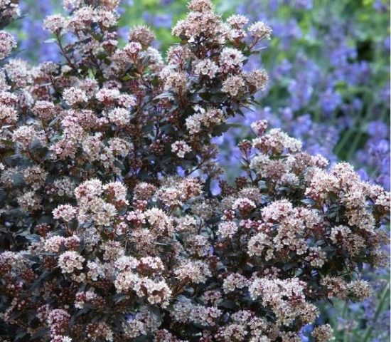 Vesicle viburnum Little Joker