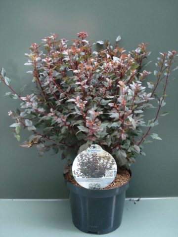 Vesicle viburnum Little Joker