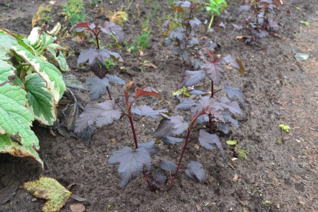 Vesicle viburnum Little Joker