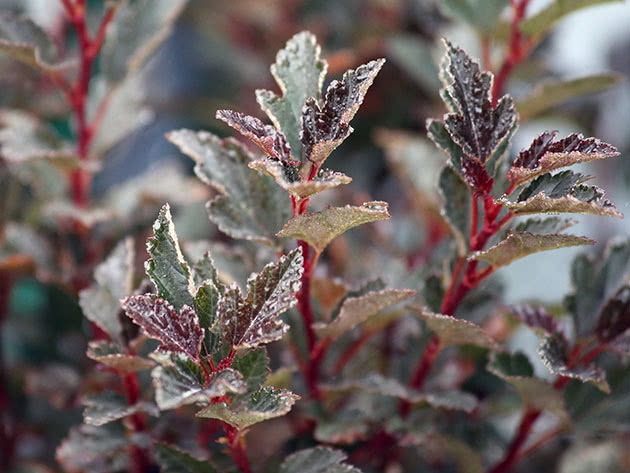 Vesicle viburnum Little Joker