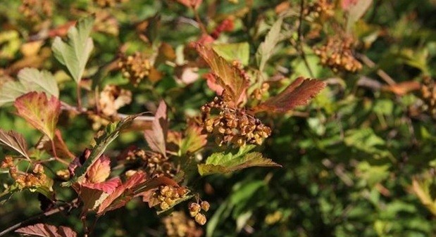 Vesicle viburnum Little Joker