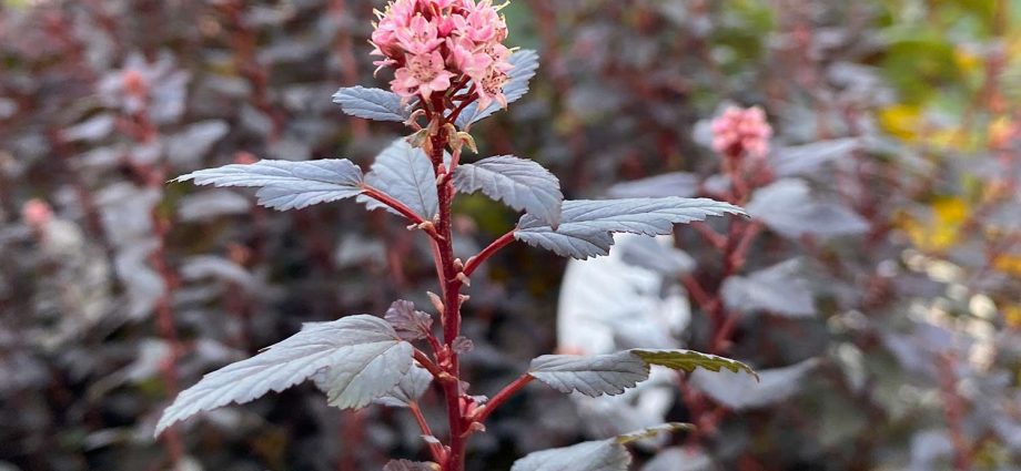 Vesicle viburnum Little Joker