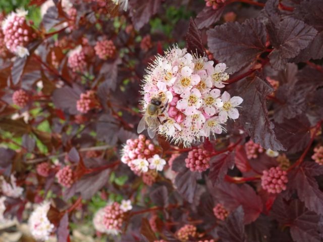 Vesicle viburnum Summer Vine: photo and description