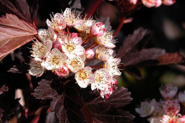 Vesicle viburnum Summer Vine: photo and description