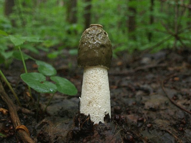 Vesyolka common: photo and description of the fungus