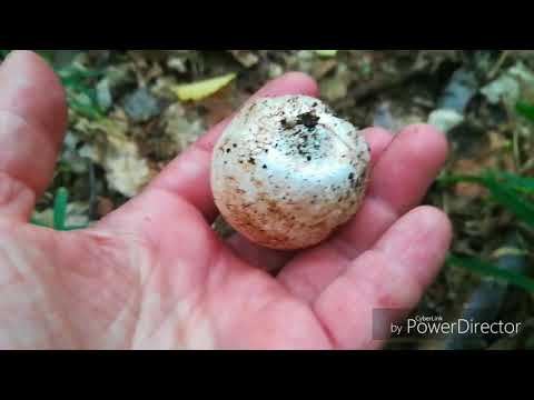 Vesyolka common: photo and description of the fungus