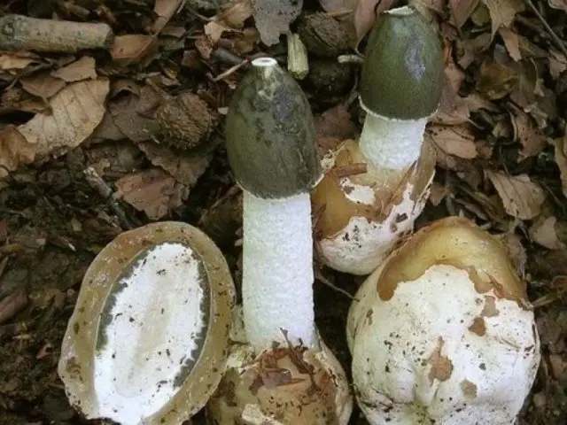 Vesyolka common: photo and description of the fungus