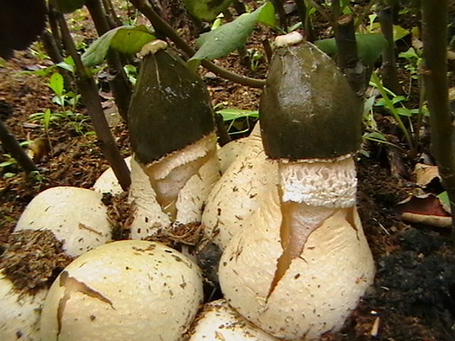 Vesyolka common: photo and description of the fungus