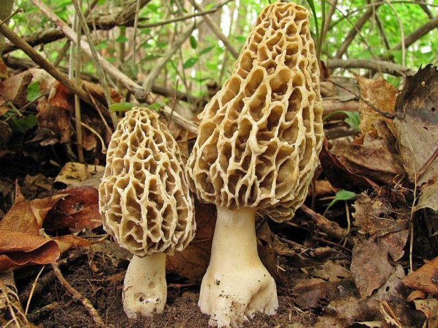 Vesyolka common: photo and description of the fungus