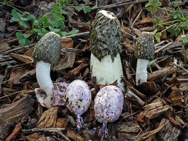 Vesyolka common: photo and description of the fungus