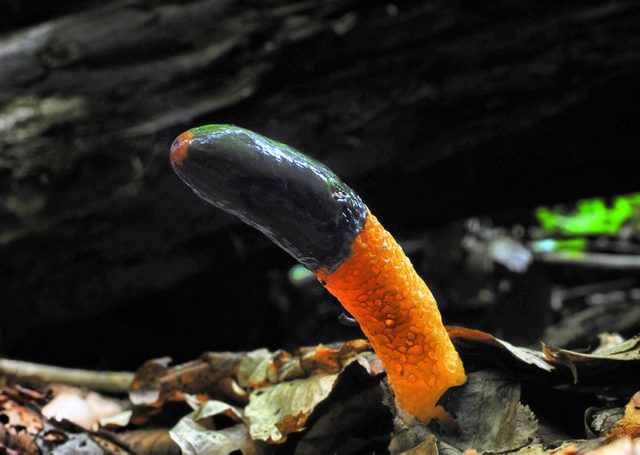 Vesyolka common: photo and description of the fungus