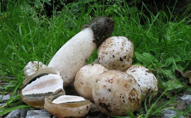 Vesyolka common: photo and description of the fungus