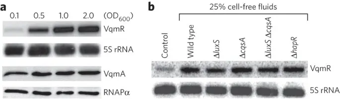 Vibriosis KRS