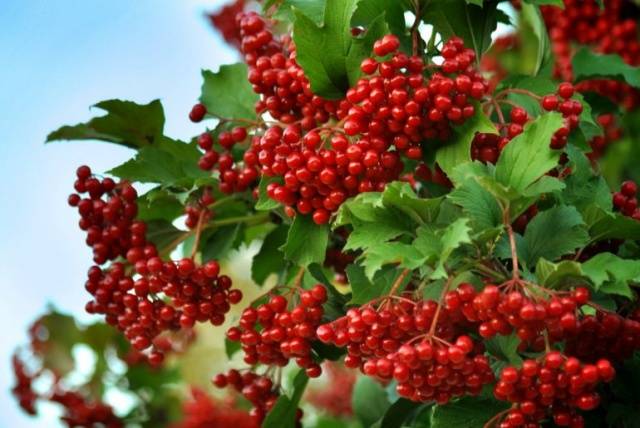 Viburnum mashed with sugar