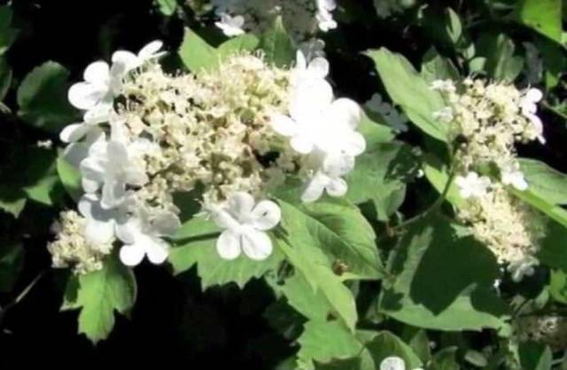 Viburnum syrup: useful properties