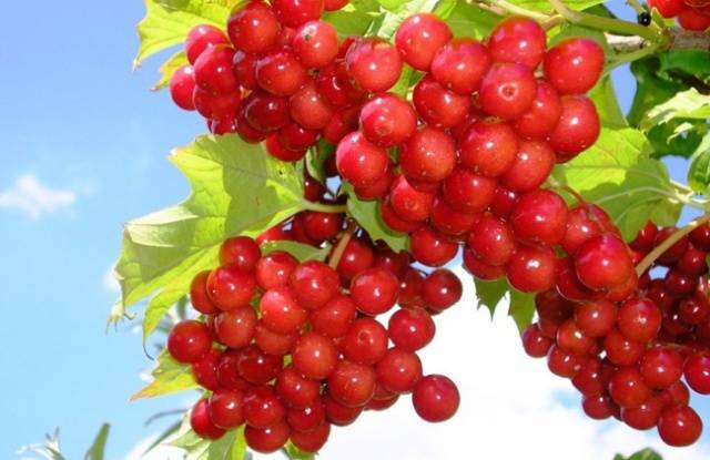 Viburnum syrup: useful properties