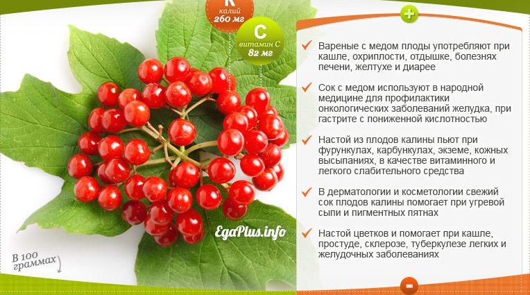 Viburnum syrup: useful properties