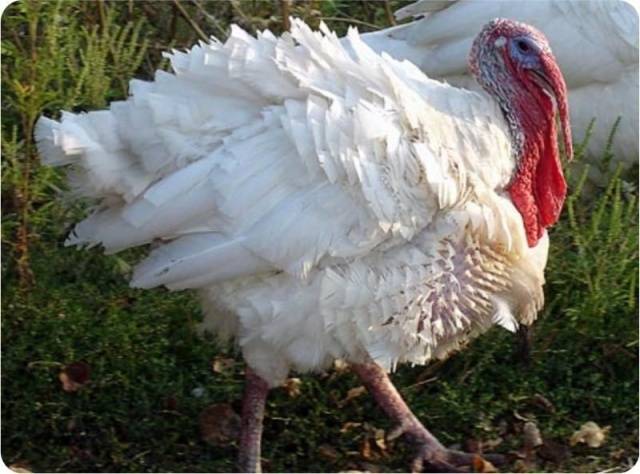 Victoria turkeys: cultivation and maintenance 