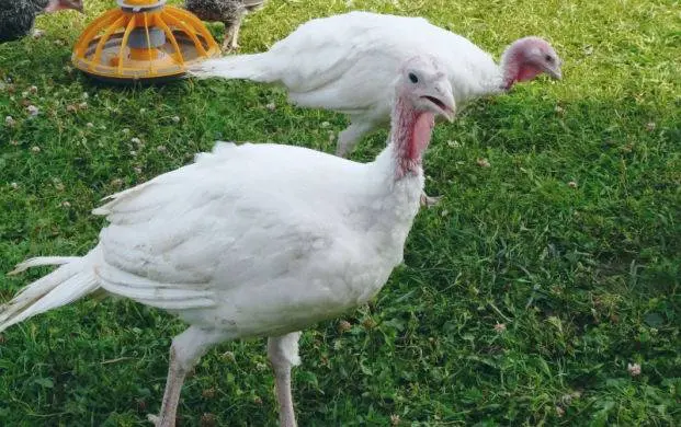 Victoria turkeys: cultivation and maintenance 