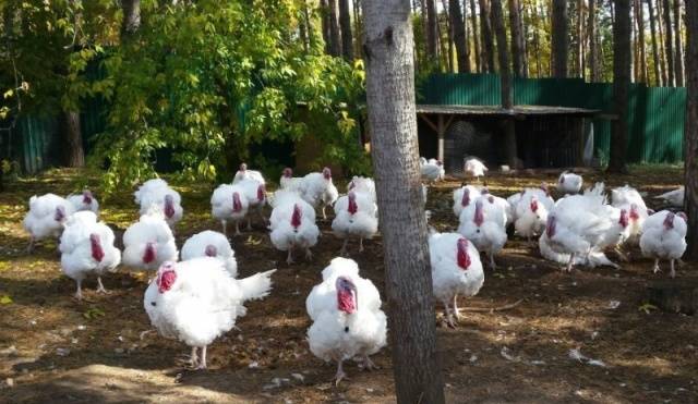 Victoria turkeys: cultivation and maintenance 