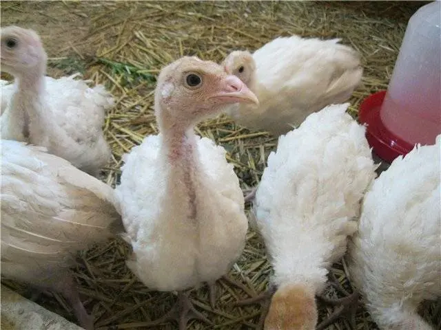 Victoria turkeys: cultivation and maintenance 