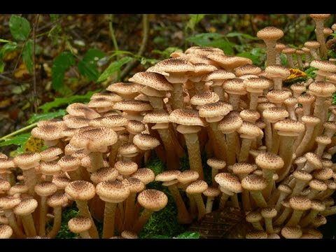 Video: Honey mushrooms