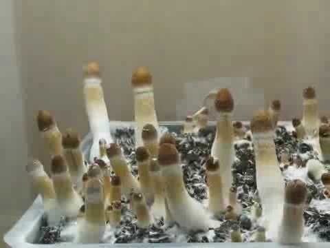 Video: How mushrooms grow