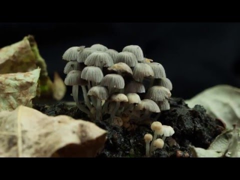 Video: How mushrooms grow