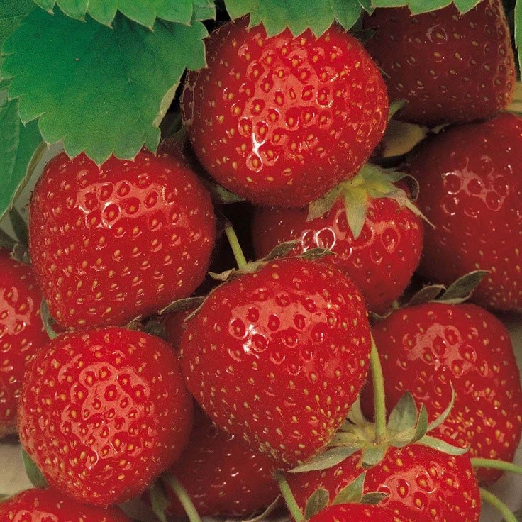 Video of growing strawberries all year round