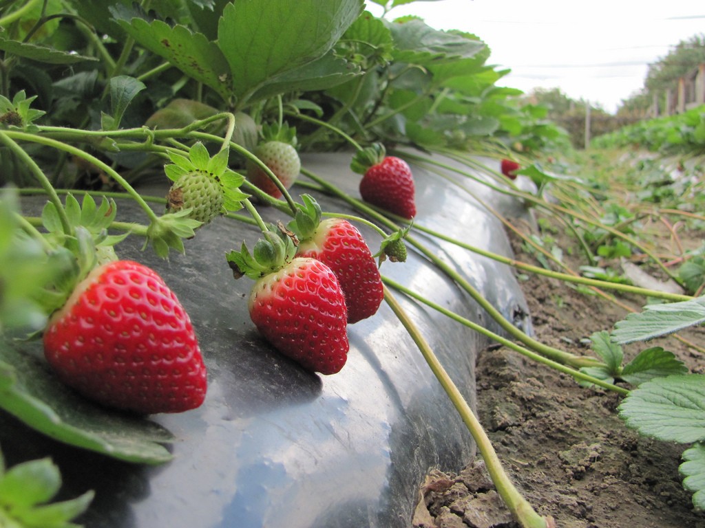 Video of growing strawberries all year round