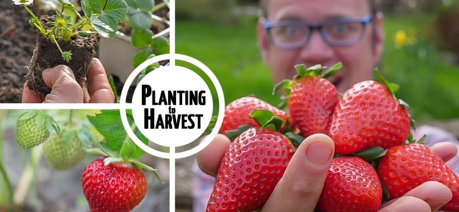 Video of growing strawberries all year round